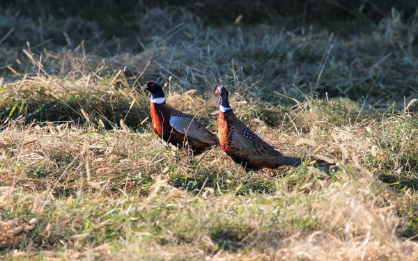 South Dakota Game, Fish and Parks Discontinues its Annual Brood Count Survey